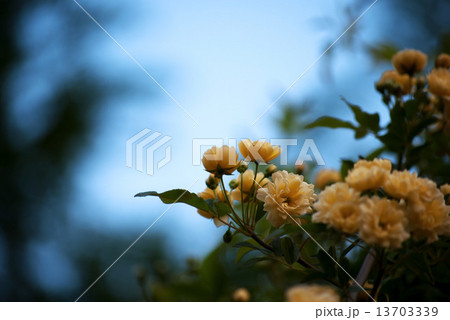 モッコウバラ 13703339