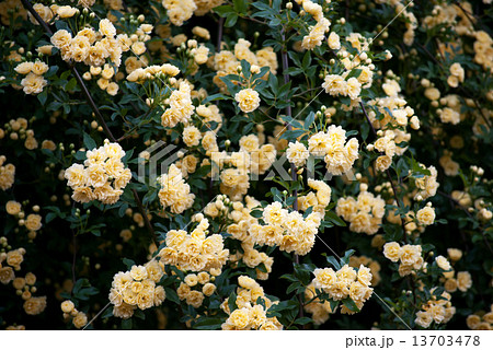 モッコウバラ 13703478