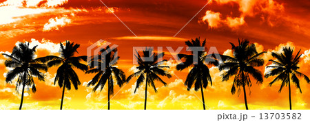 Black palms silhouettes on sunset sky. Black palms silhouettes on sunset sky. 13703582