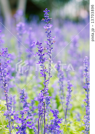 Blue Salvia (salvia farinacea) flowers blooming in the garden 13703896