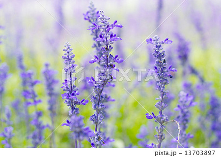 Blue Salvia (salvia farinacea) flowers blooming in the garden Blue Salvia (salvia farinacea) flowers blooming in the garden 13703897