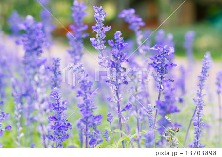 Blue Salvia (salvia farinacea) flowers blooming in the garden 13703898