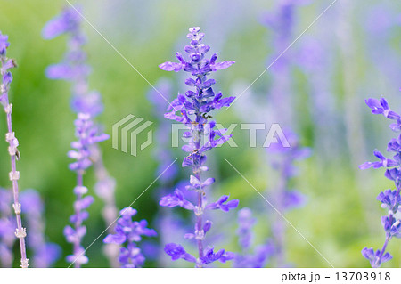 Blue Salvia (salvia farinacea) flowers blurred background 13703918