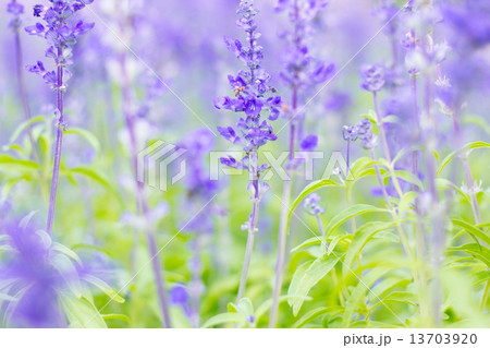 Blue Salvia (salvia farinacea) flowers blurred background 13703920