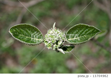 Spring leaves 5 Spring leaves 5 13704962