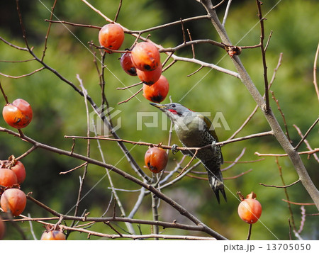 アオゲラ 13705050