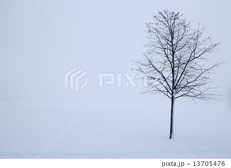 tree in the winter 13705476