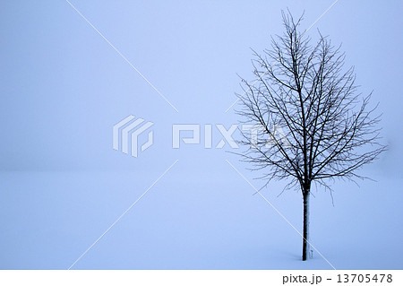tree in the winter 13705478