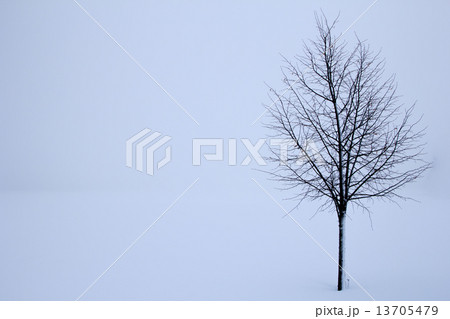 tree in the winter 13705479