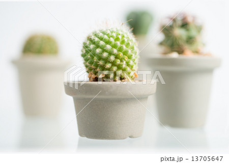 collage of various cactus in front of white background 13705647