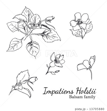 Busy Lizzy parts of plant sketches set Busy Lizzy parts of plant sketches set 13705880