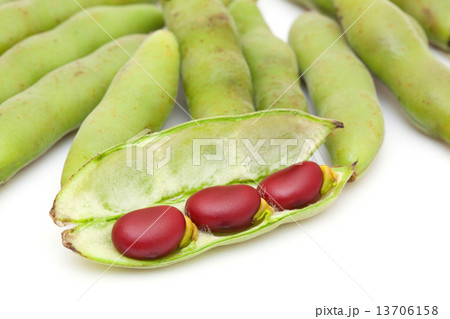赤いソラマメ 赤いソラマメ 13706158