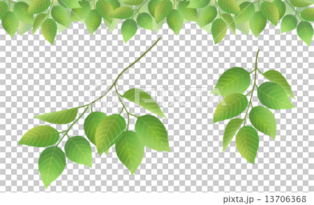 leaf  13706368