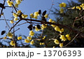 ロウバイ　春の花 13706393
