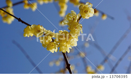 ロウバイ 春の花 ロウバイ 春の花 13706395