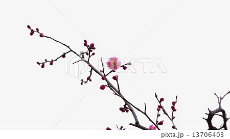 開花し始めた梅の花　春の花 13706403