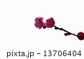 開花し始めた梅の花　春の花 13706404