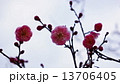 開花し始めた梅の花　春の花 13706405