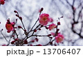 開花し始めた梅の花　春の花 13706407