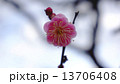 開花し始めた梅の花　春の花 13706408
