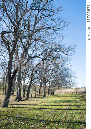 冬の並木道１ 13706671