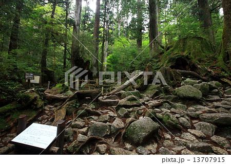 ウィルソン株 13707915