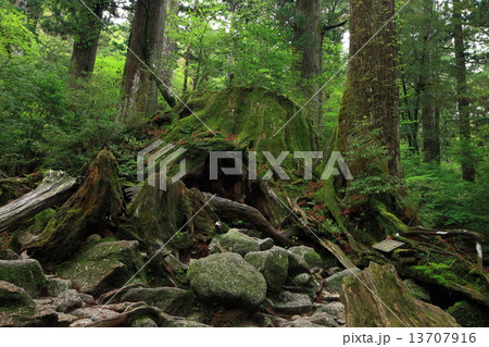 ウィルソン株 13707916