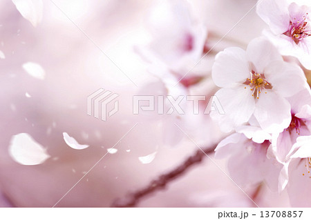 桜イメージ 桜イメージ 13708857
