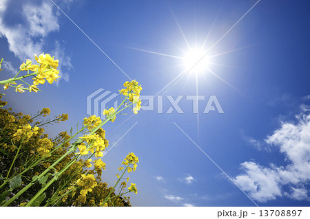 菜の花畑イメージ 13708897