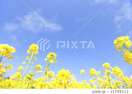 青空と菜の花 13709112