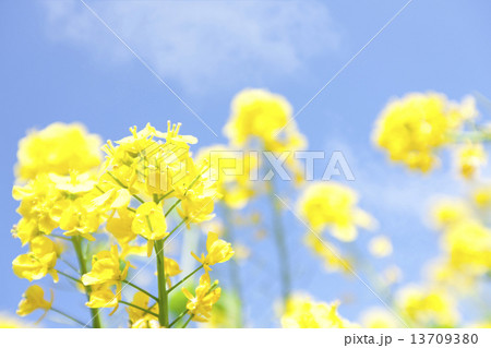青空と菜の花 青空と菜の花 13709380