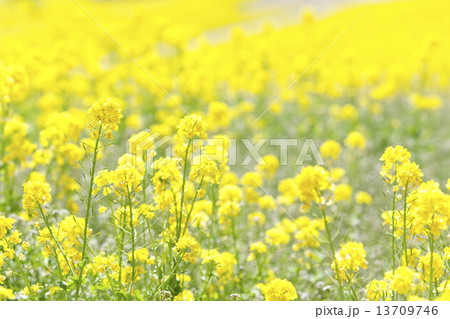 菜の花畑 13709746