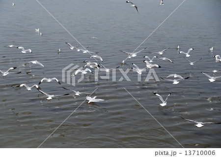 Seagull flying Seagull flying 13710006