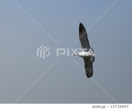 Seagull flying under the sky 13710007