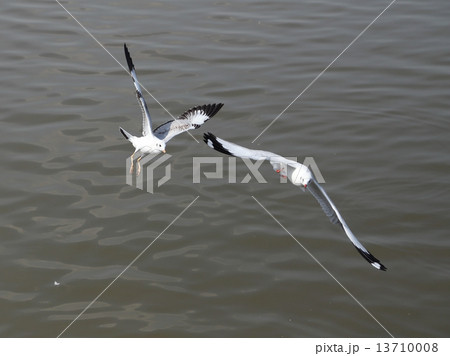 Seagull flying 13710008