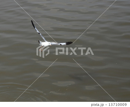 Seagull flying Seagull flying 13710009