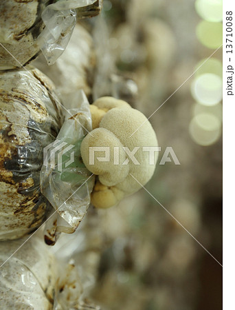 Monkey head mushroom (Yamabushitake mushroom) growing in a farm Monkey head mushroom (Yamabushitake mushroom) growing in a farm 13710088