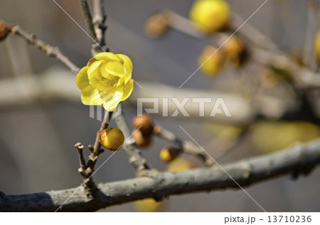 ロウバイ(蝋梅) ロウバイ(蝋梅) 13710236