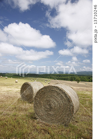ロール畑 ロール畑 13710246