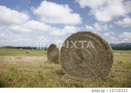 ロール畑 13710322