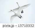 飛翔する 13710332
