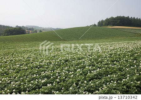 じゃがいも畑 13710342