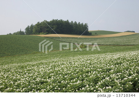 じゃがいも畑 じゃがいも畑 13710344