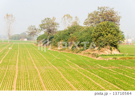 中国・河南省洛陽　世界文化遺産　漢魏洛陽故城 13710564