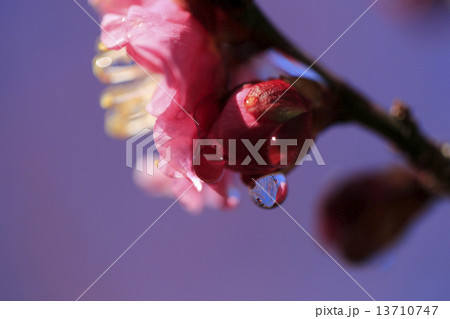 梅のしずく 13710747