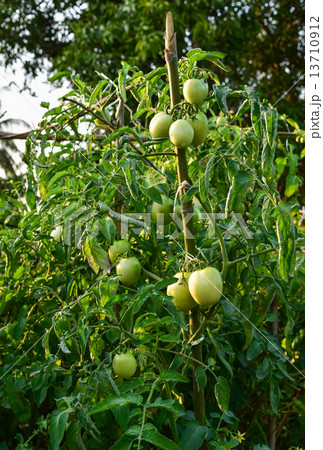 Tomatoes Tomatoes 13710912