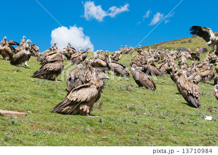 中国・四川省色達 ラルン・ガル・ゴンパ 鳥葬台のハゲワシ 中国・四川省色達 ラルン・ガル・ゴンパ 鳥葬台のハゲワシ 13710984