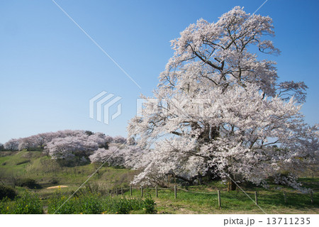陽春の塩ノ崎の大桜 13711235