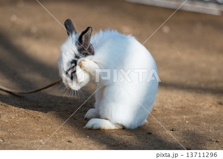 毛繕いをする兎 毛繕いをする兎 13711296