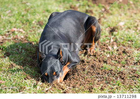 穴を掘るドーベルマン 13711298